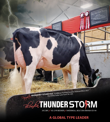 Blondin THUNDER STORM is the #1 available Proven Type Sire in the World!!