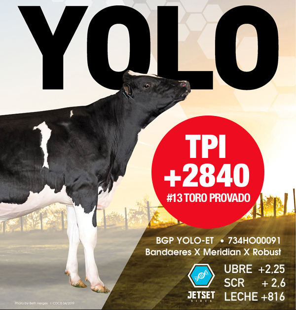 YOLO: TORO PROBADO #13 EN USA!!