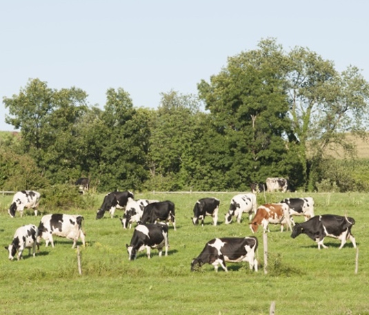 Selección de vacas frisonas