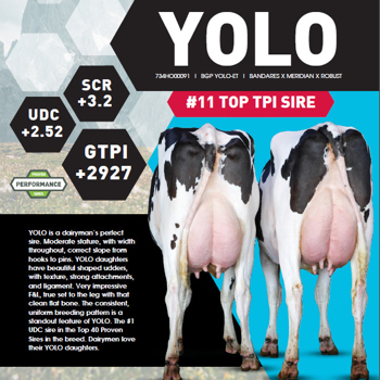 YOLO: USA OFFICIAL #11 PROVEN SIRE IN THE BREED!!