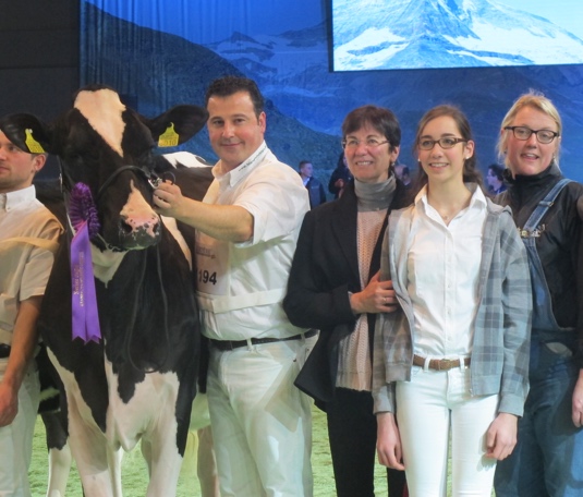 Cow shows and clipping schools