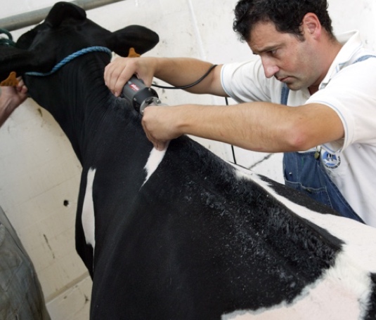 Cow shows and clipping schools