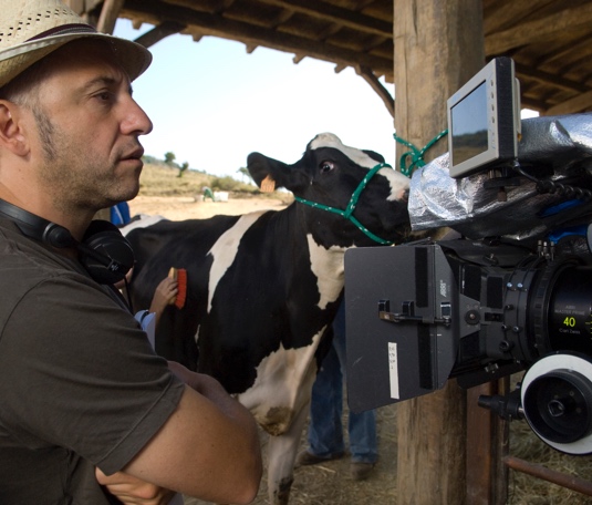 Preparation of cows for movies, ads and spots