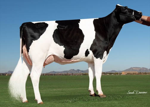 HAXL