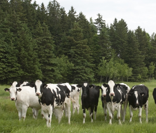 Holstein cow selection